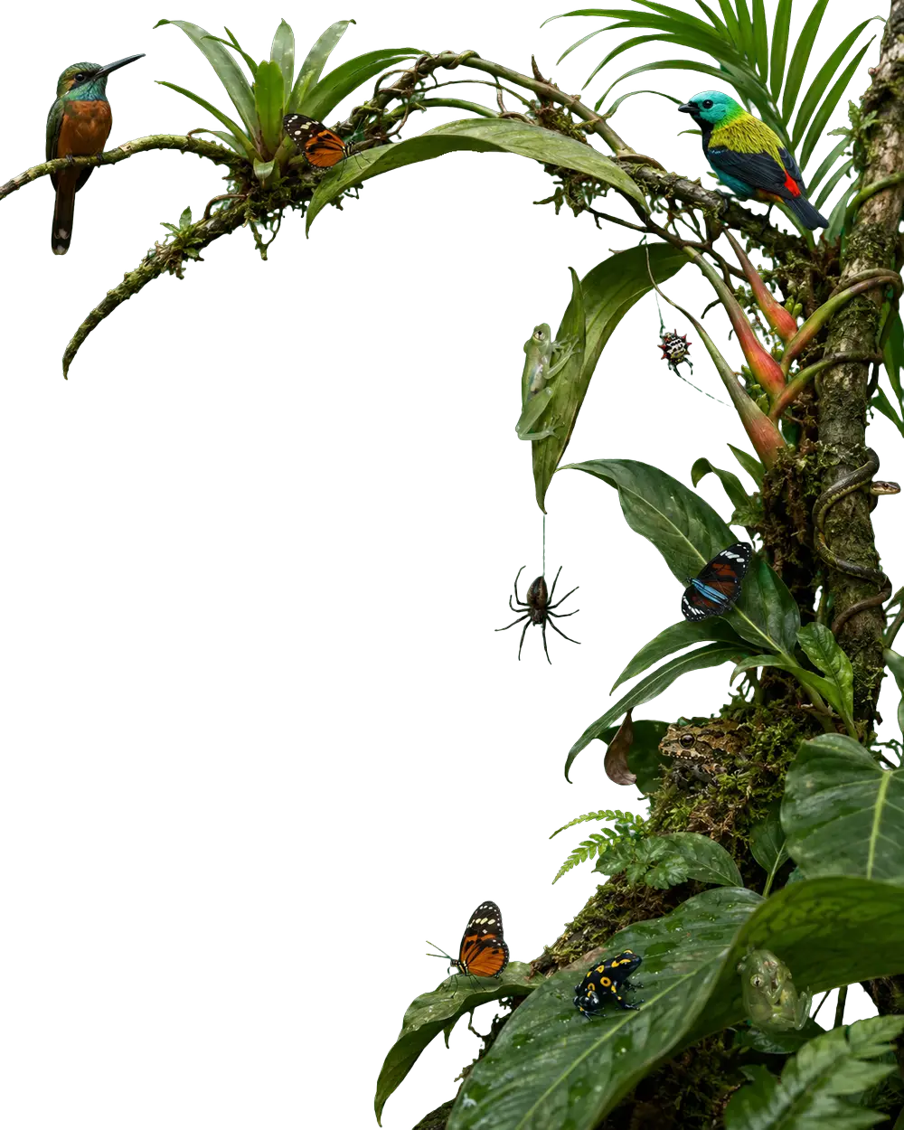 Arco de vegetación amazónica con aves, ranas, mariposas e insectos de la reserva
